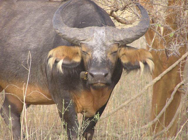 Wallpapers Animals Buffalo Buffle asiatique