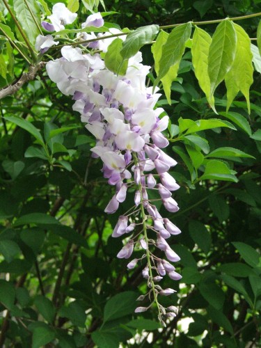 Fonds d'cran Nature Fleurs Fleur