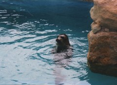 Fonds d'cran Animaux Il est pas trognon?????