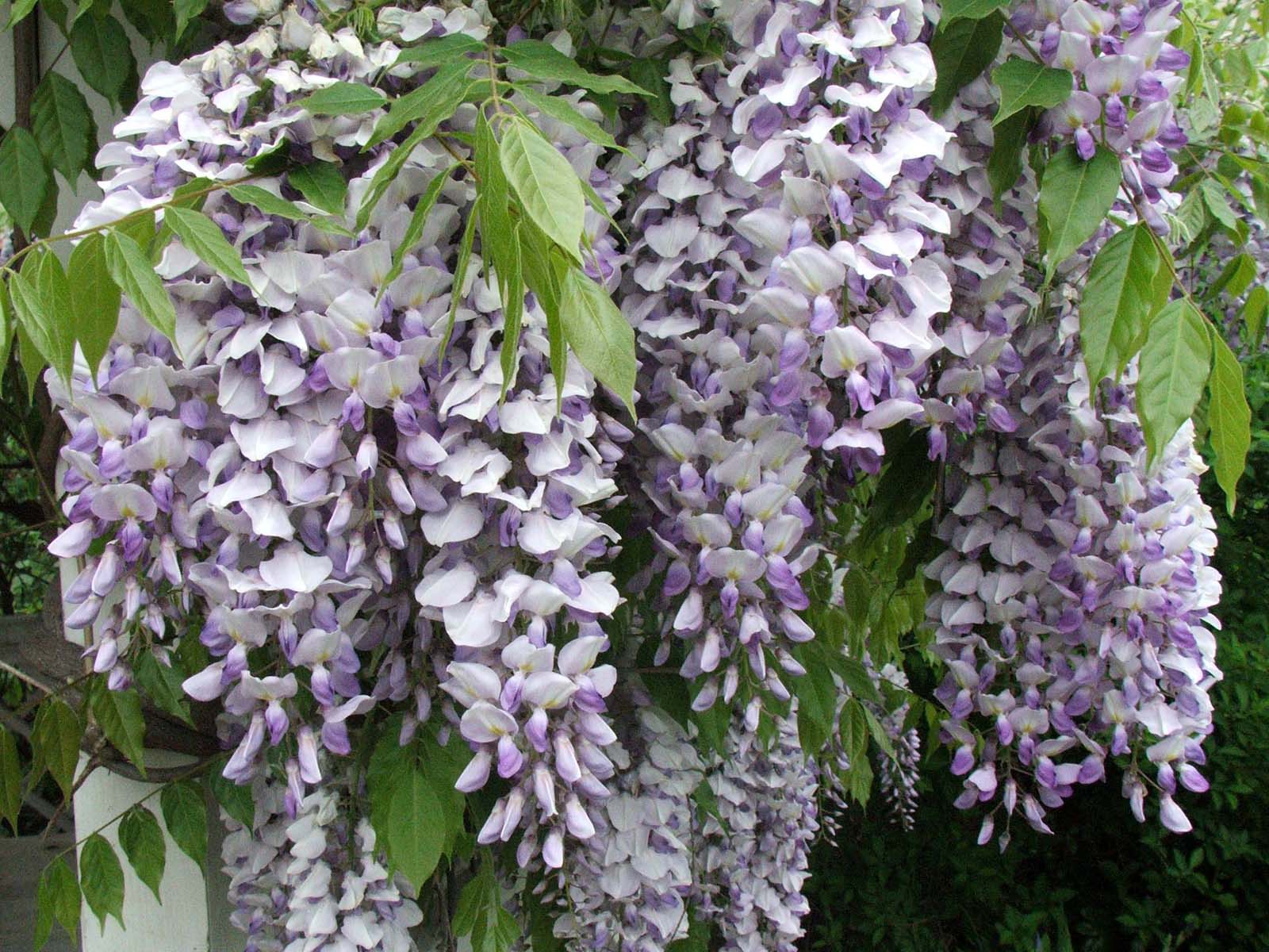 Fonds d'cran Nature Fleurs Fleur