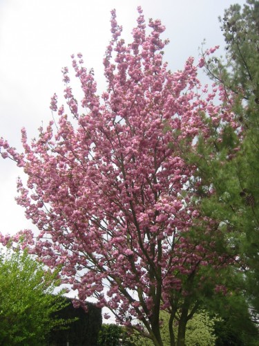 Fonds d'cran Nature Fleurs Cerisier  fleurs