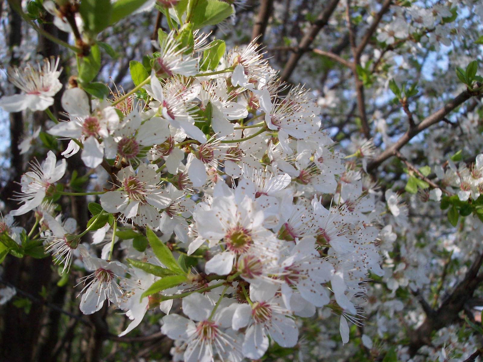 Fonds d'cran Nature Fleurs cerisier aigre doux