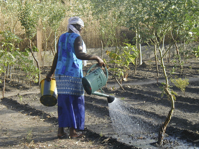 Fonds d'cran Voyages : Afrique Sngal Marachage cultiv par des femmes