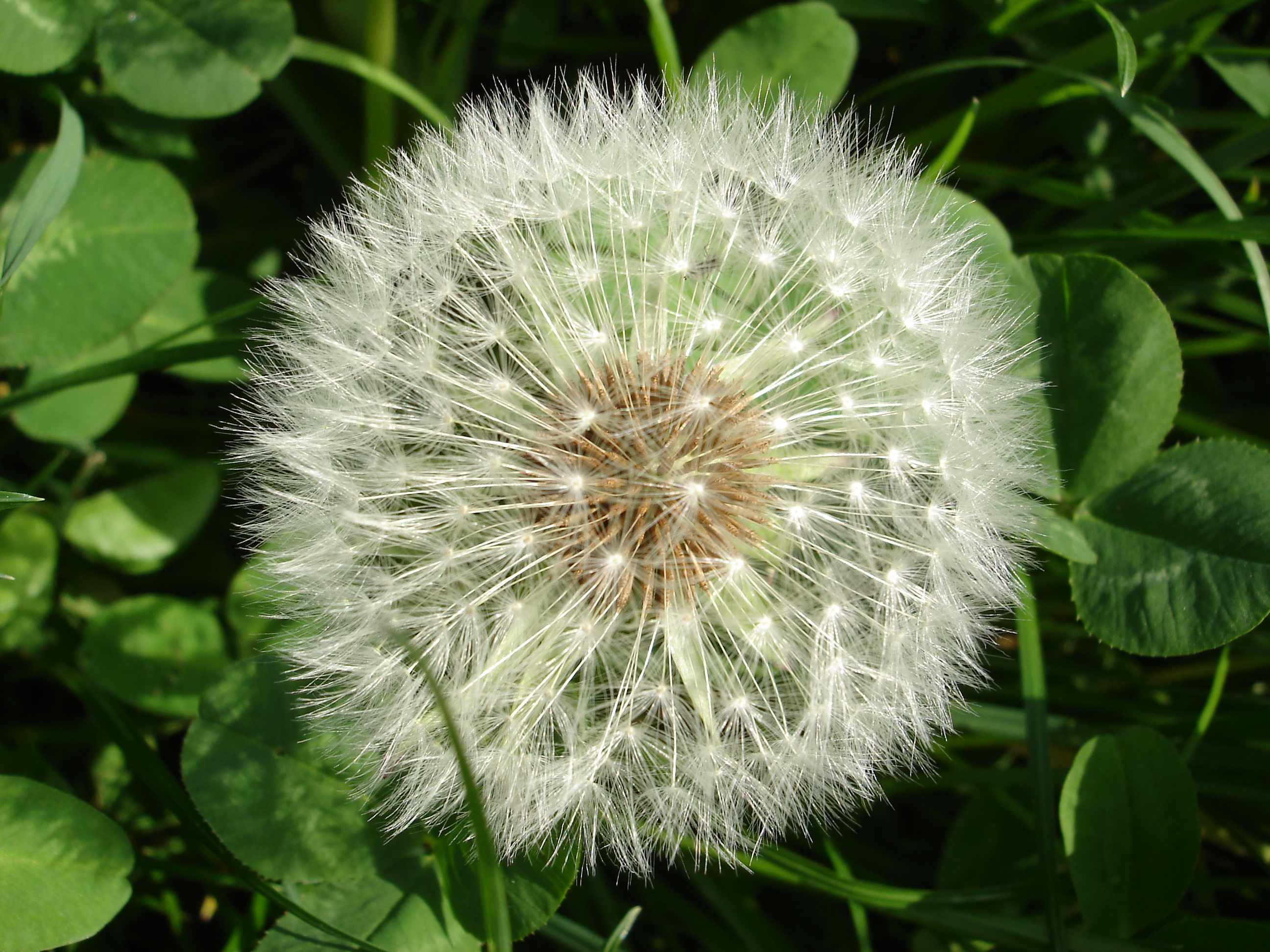 Fonds d'cran Nature Fleurs Picenli