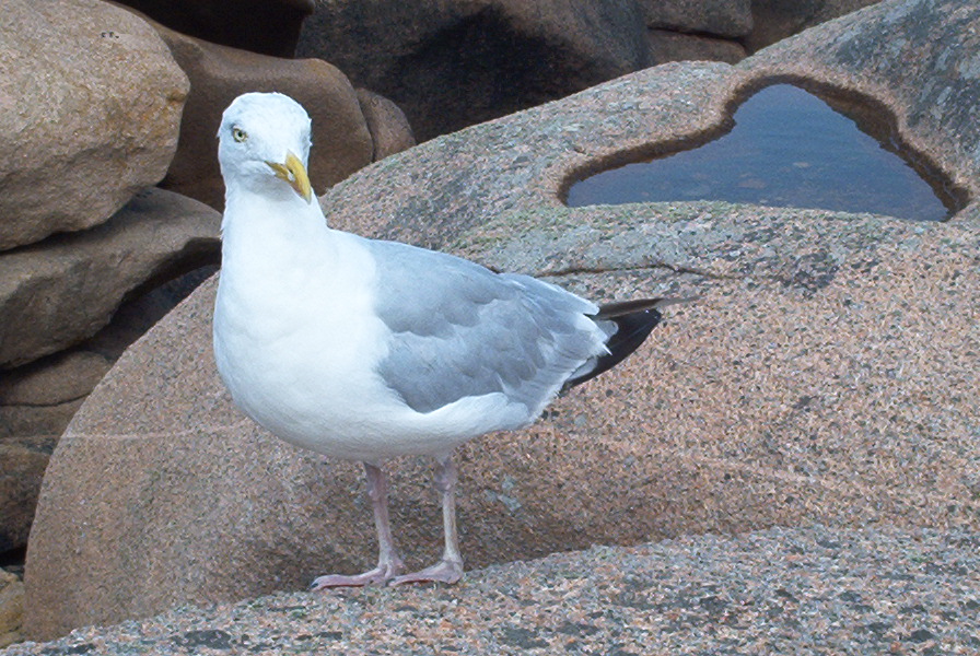 Fonds d'cran Animaux Oiseaux - Canards goland