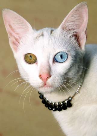 Fonds d'cran Animaux Chats - Chatons chats albinos