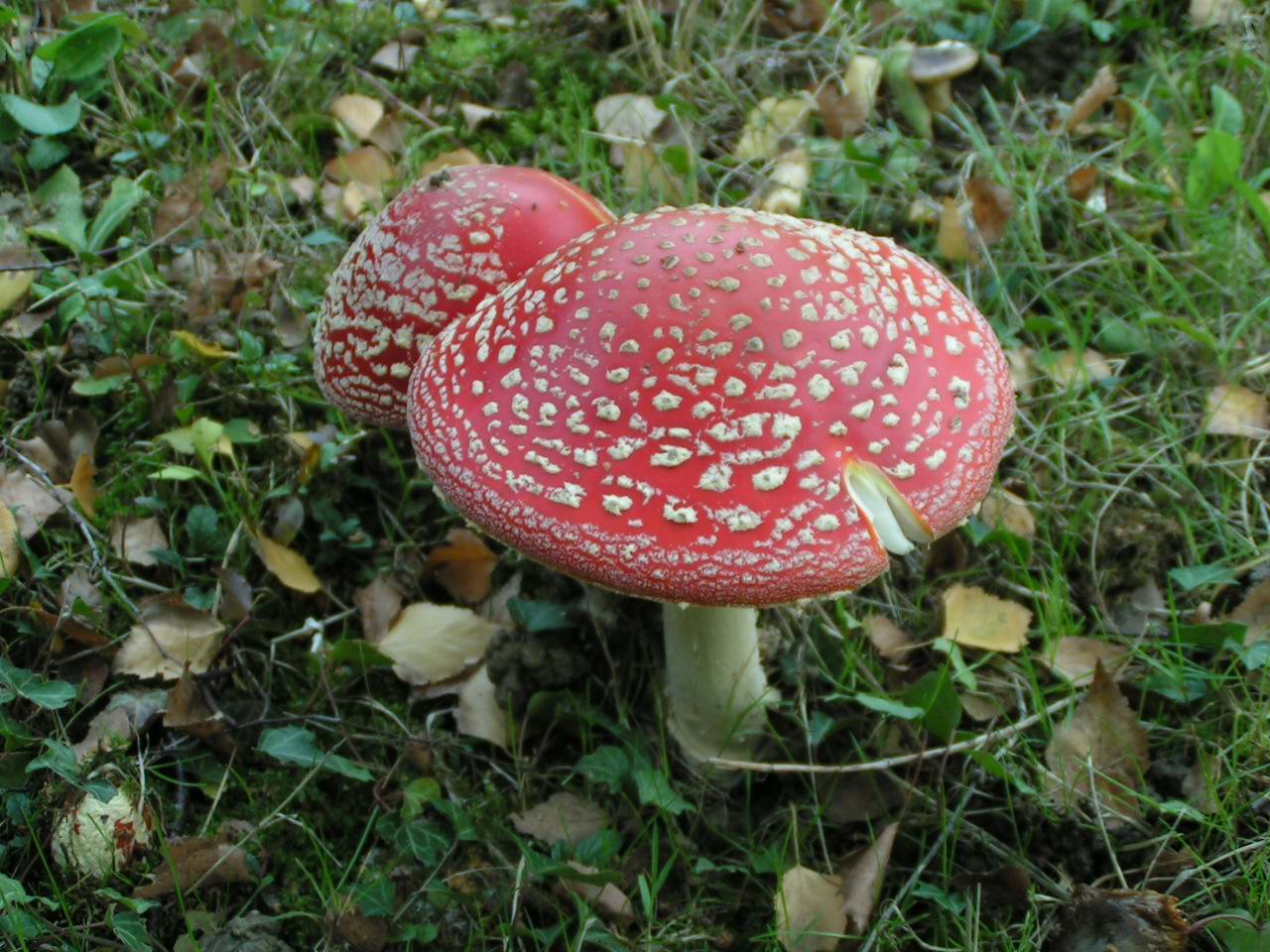 Fonds d'cran Nature Champignons Amanite tue-mouche