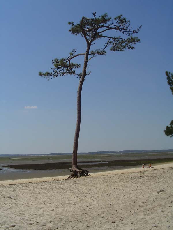 Fonds d'cran Nature Arbres - Forts arbre perdu