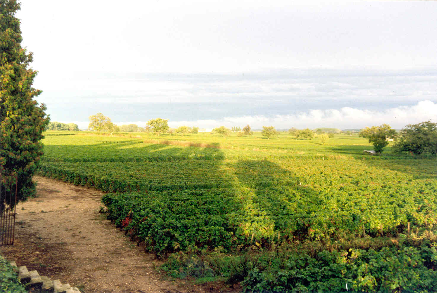 Fonds d'cran Nature Champs - Prairies les vigne