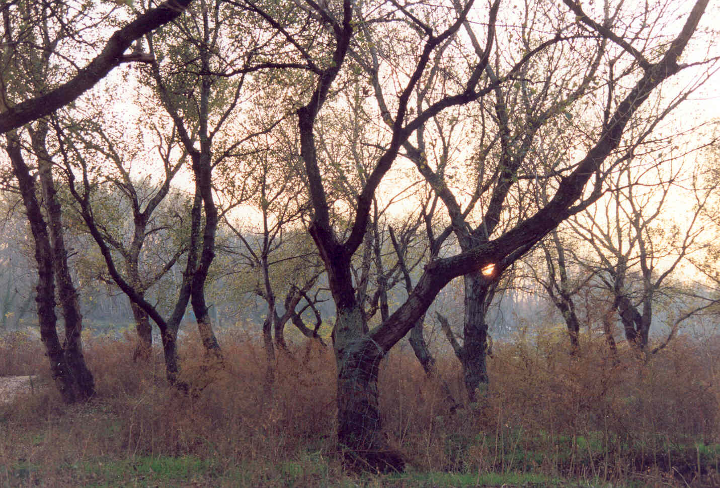 Wallpapers Nature Trees - Forests chnes verts