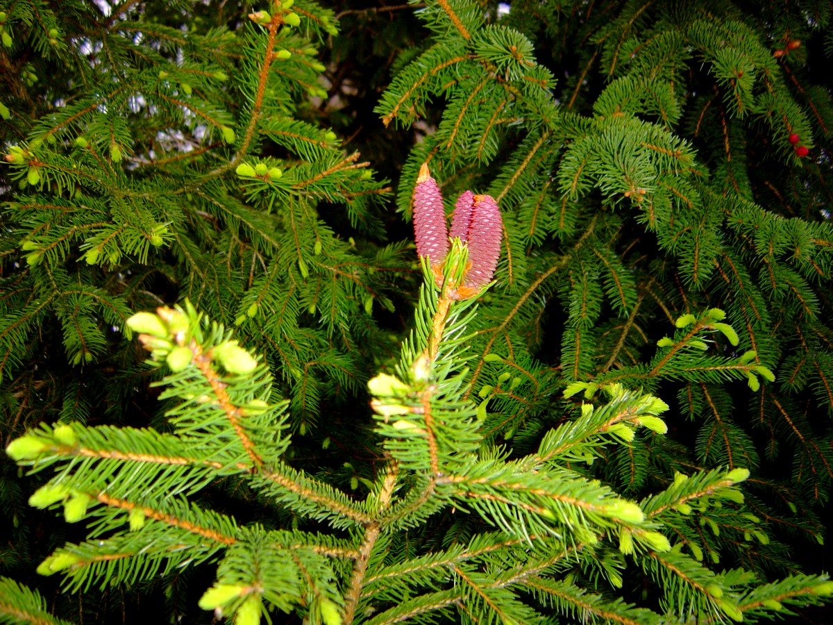 Fonds d'cran Nature Feuilles - Feuillages petit pin