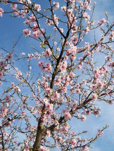 Fonds d'cran Nature Fleurs amandiers en fleurs