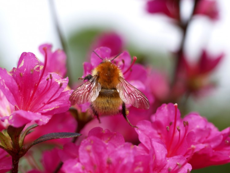 Fonds d'cran Animaux Insectes - Abeilles Gupes ... BOURDON