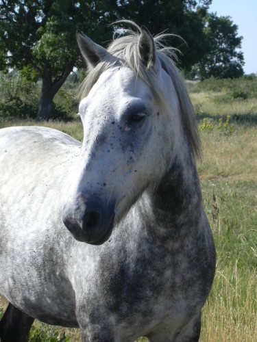 Fonds d'cran Animaux Chevaux cheval camarguais