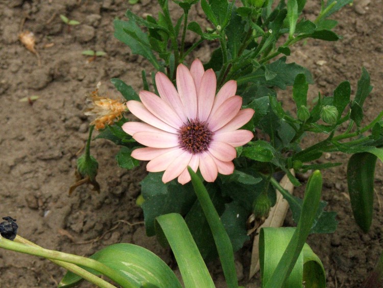 Fonds d'cran Nature Fleurs Fleur