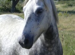 Fonds d'cran Animaux cheval camarguais