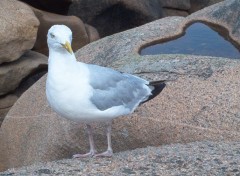 Fonds d'cran Animaux goland