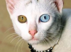 Fonds d'cran Animaux chats albinos