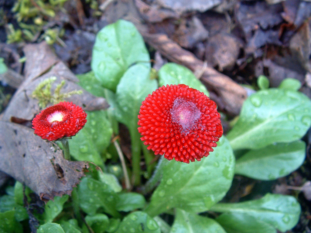 Fonds d'cran Nature Fleurs Aprs l'averse...