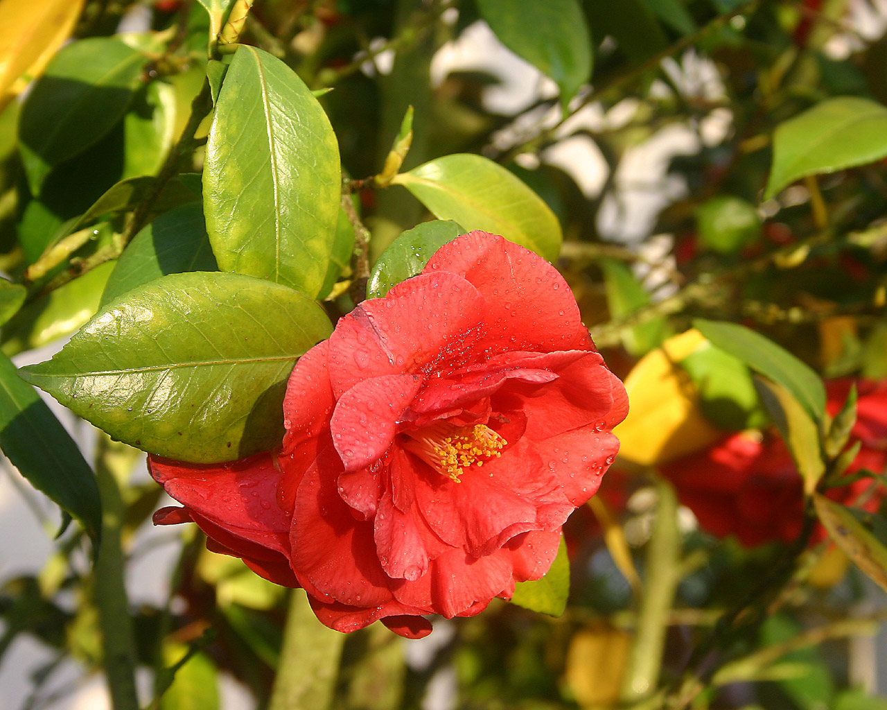 Wallpapers Nature Flowers Fleurs parisiennes