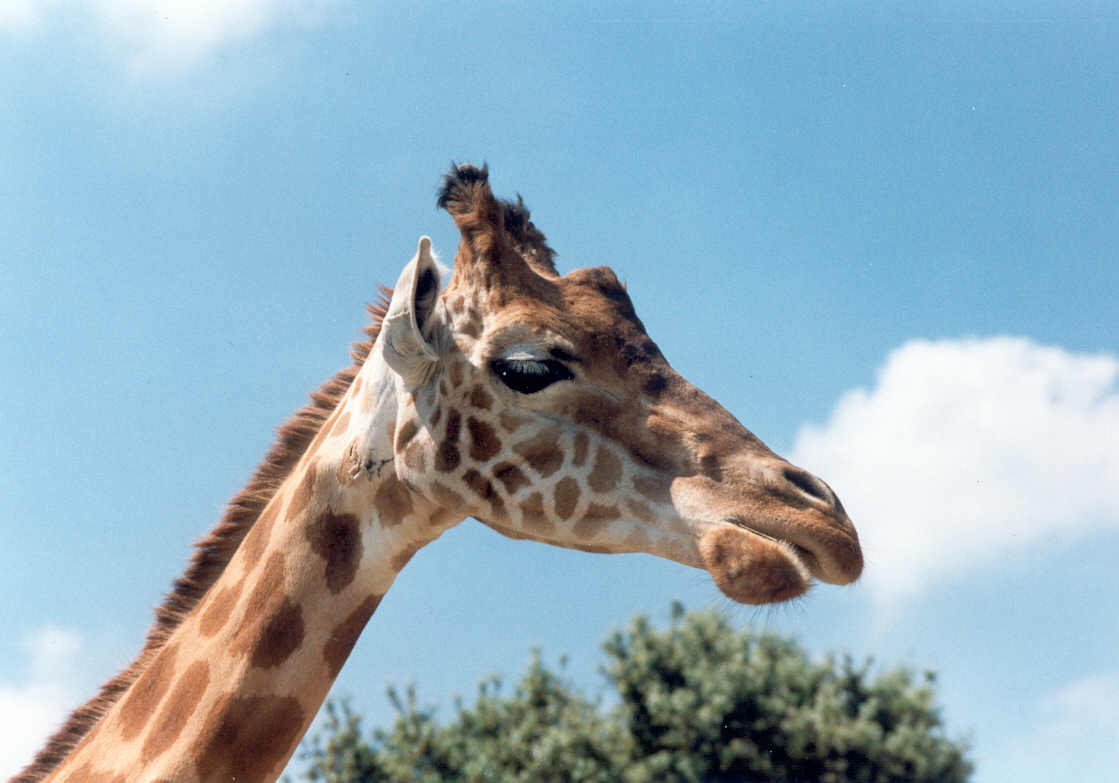 Fonds d'cran Animaux Girafes la girafe