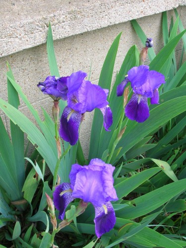 Fonds d'cran Nature Fleurs iris