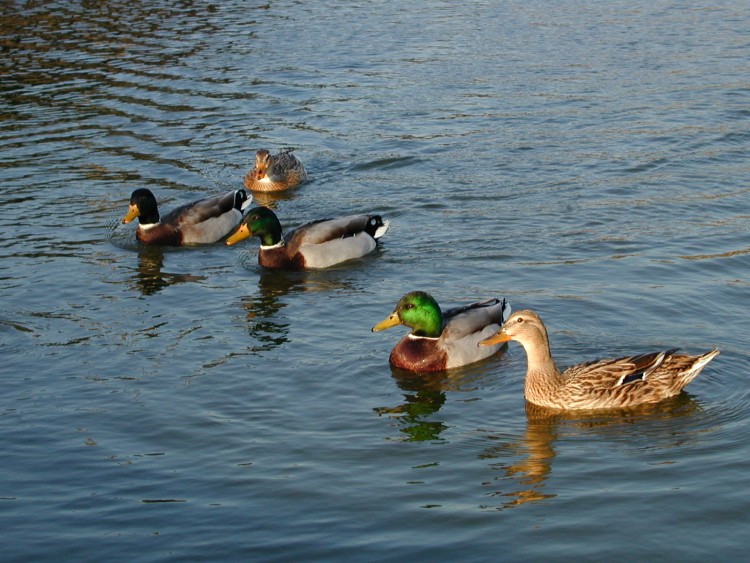 Wallpapers Animals Birds - Ducks coincoins !!