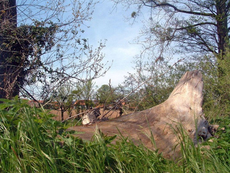 Fonds d'cran Nature Arbres - Forts Arbre mort...