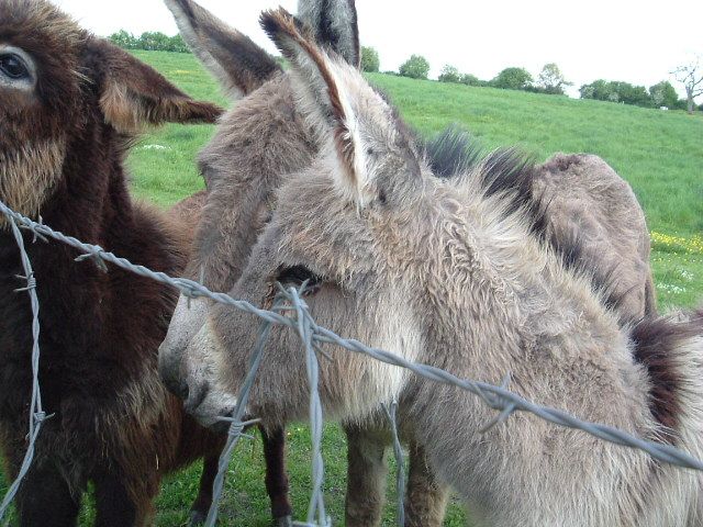 Fonds d'cran Animaux Anes En Touraine un Dimanche...