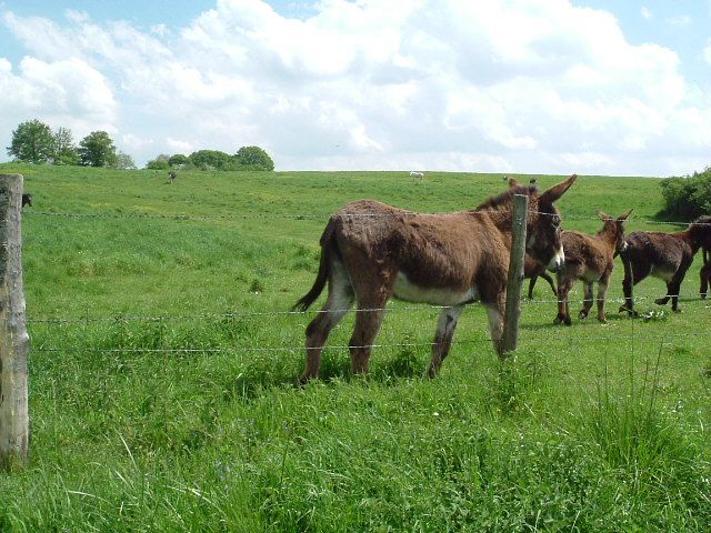 Fonds d'cran Animaux Chevaux Poney club