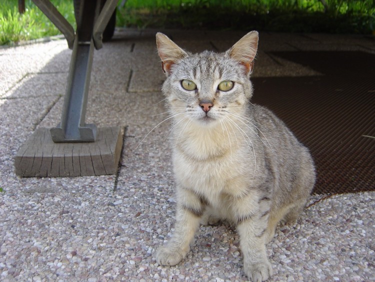 Fonds d'cran Animaux Chats - Chatons luna