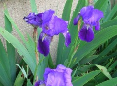 Fonds d'cran Nature iris