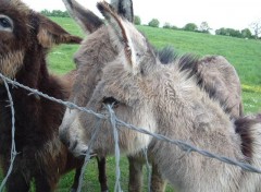 Wallpapers Animals En Touraine un Dimanche...