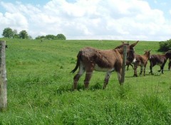 Fonds d'cran Animaux Poney club