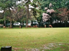 Fonds d'cran Voyages : Asie Daims,  Nara