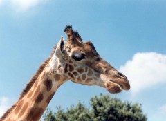 Fonds d'cran Animaux la girafe