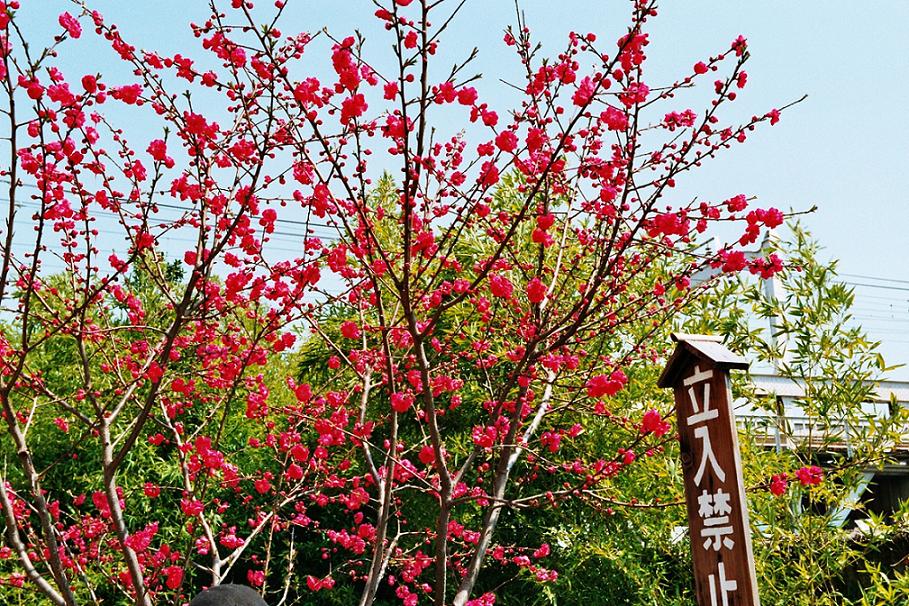 Wallpapers Nature Flowers Sakura