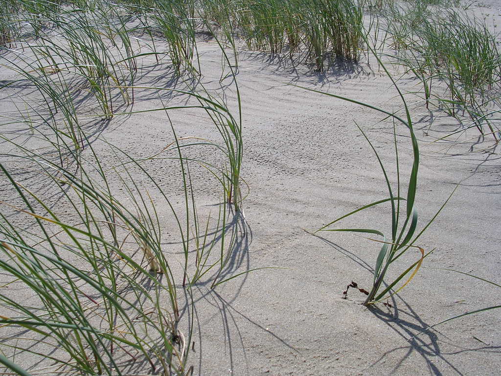 Fonds d'cran Nature Mers - Ocans - Plages bord de mer