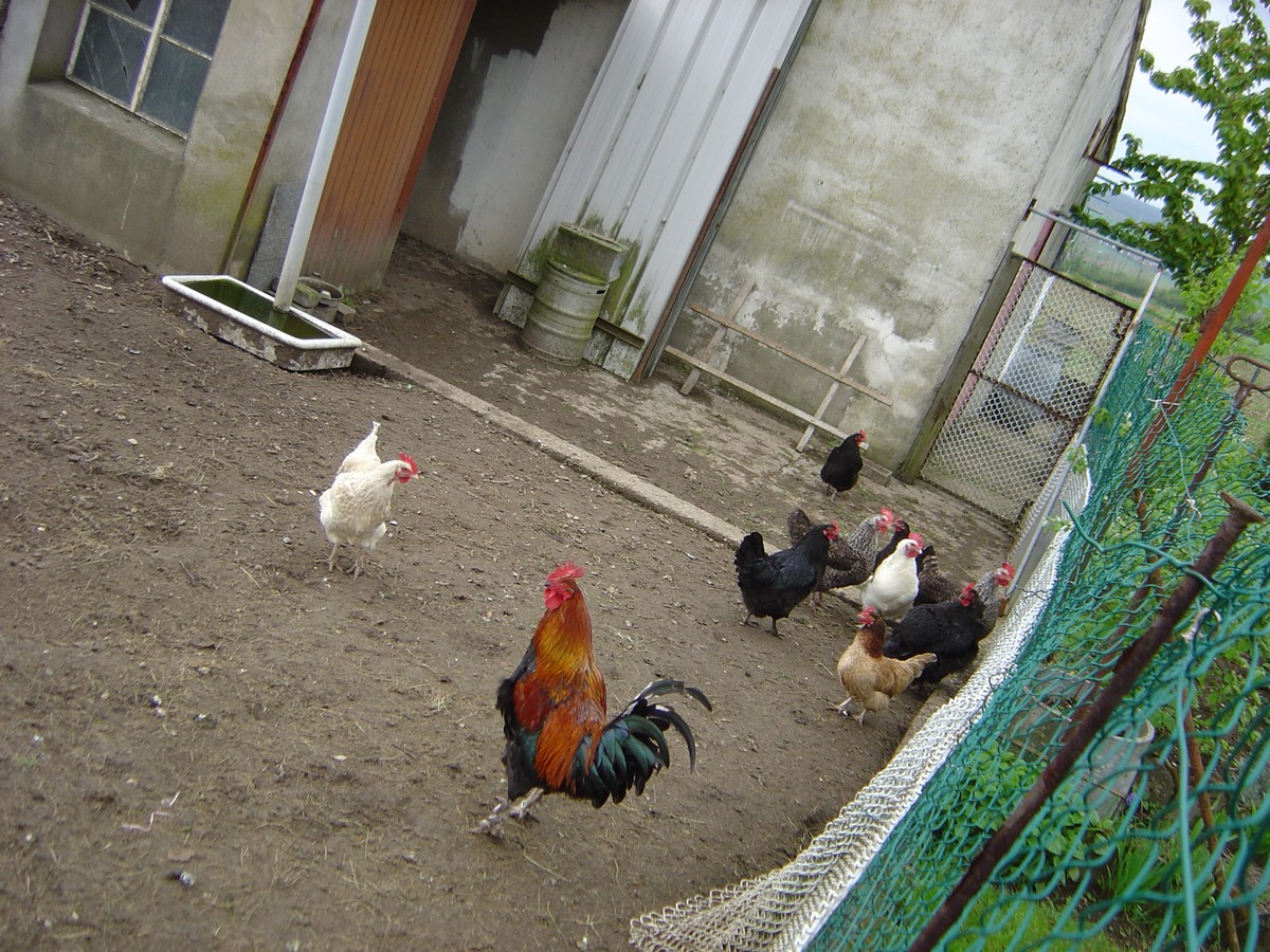 Fonds d'cran Animaux Oiseaux - Poules et Coqs basse cour