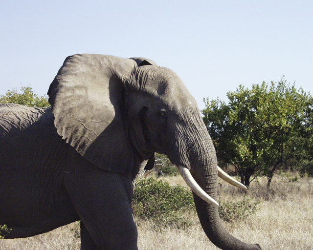 Fonds d'cran Animaux Elphants Imposant