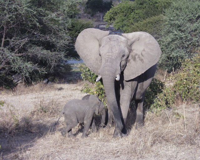 Fonds d'cran Animaux Elphants Touche pas mon petit.