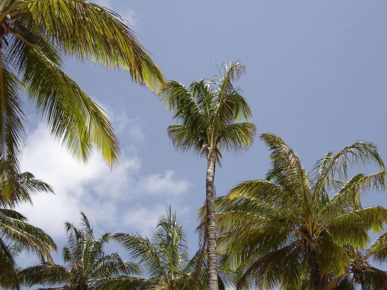 Wallpapers Nature Trees - Forests Cocotiers de Guyane