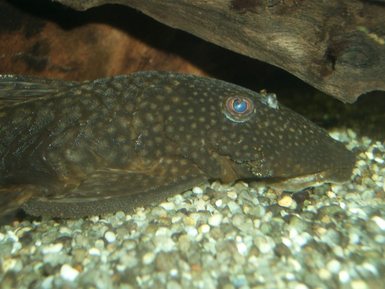 Fonds d'cran Animaux Vie marine - Poissons Ancistrus