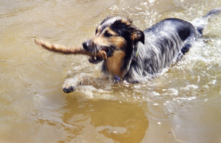 Fonds d'cran Animaux Chiens une petite ballade dans l'eau !