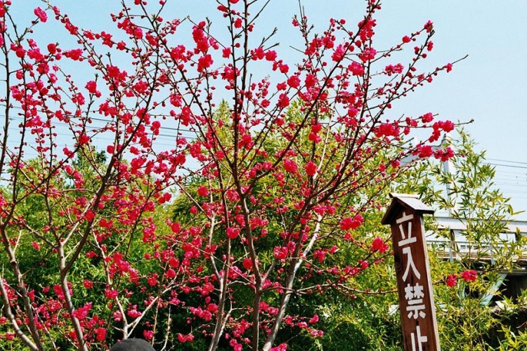 Wallpapers Nature Flowers Sakura