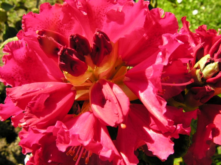 Fonds d'cran Nature Fleurs Rhododendron