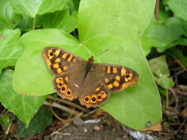 Fonds d'cran Animaux Insectes - Papillons papillon