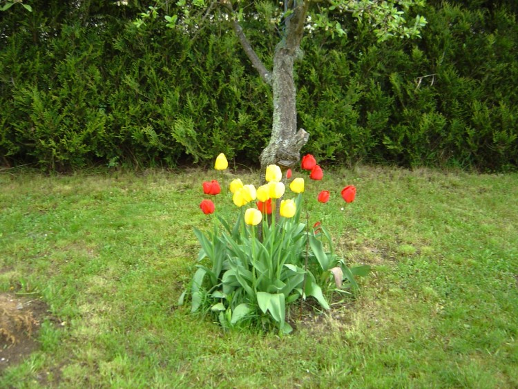 Wallpapers Nature Flowers tulipe