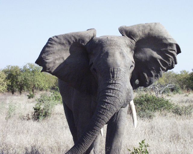 Wallpapers Animals Elephants Attention,gardez vos distances