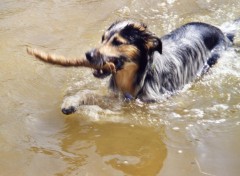 Fonds d'cran Animaux une petite ballade dans l'eau !